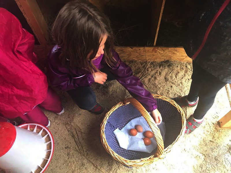 Girl picking her own eggs at Solneset går outside Bergen, Norway