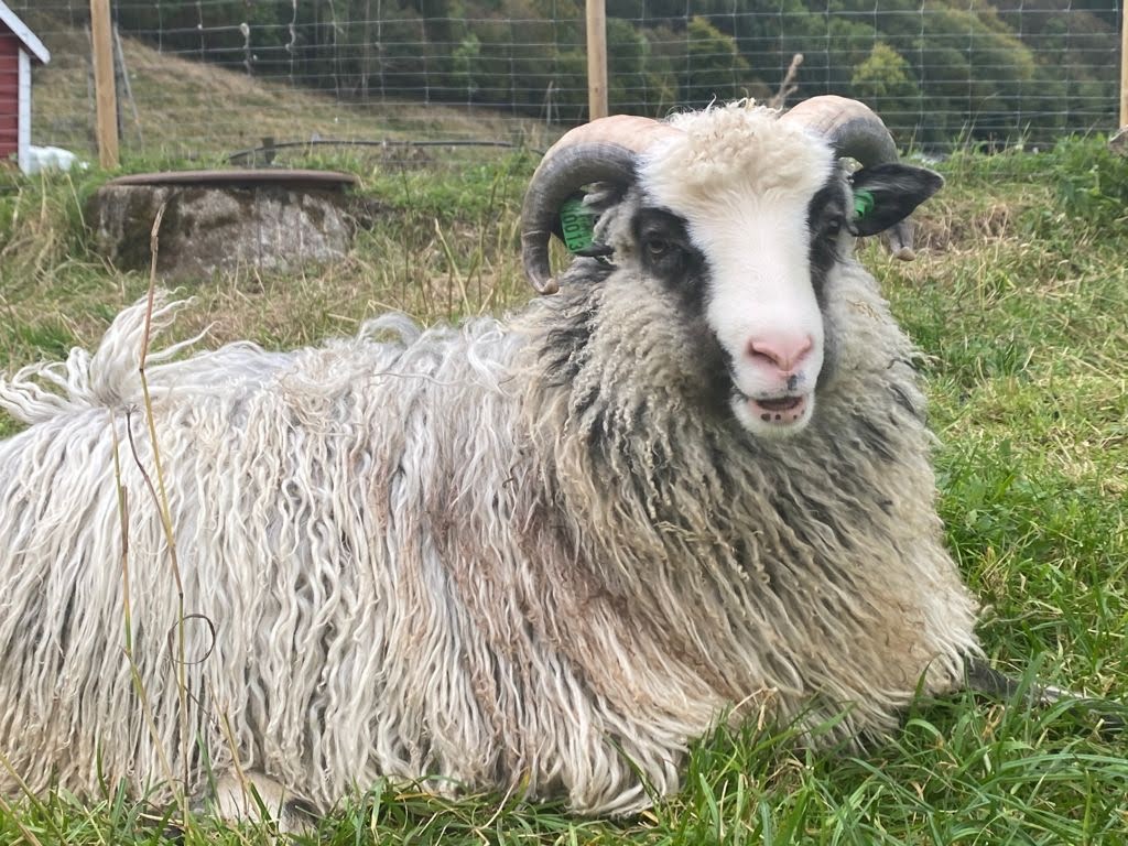 Ram at Solneset Farm near Bergen