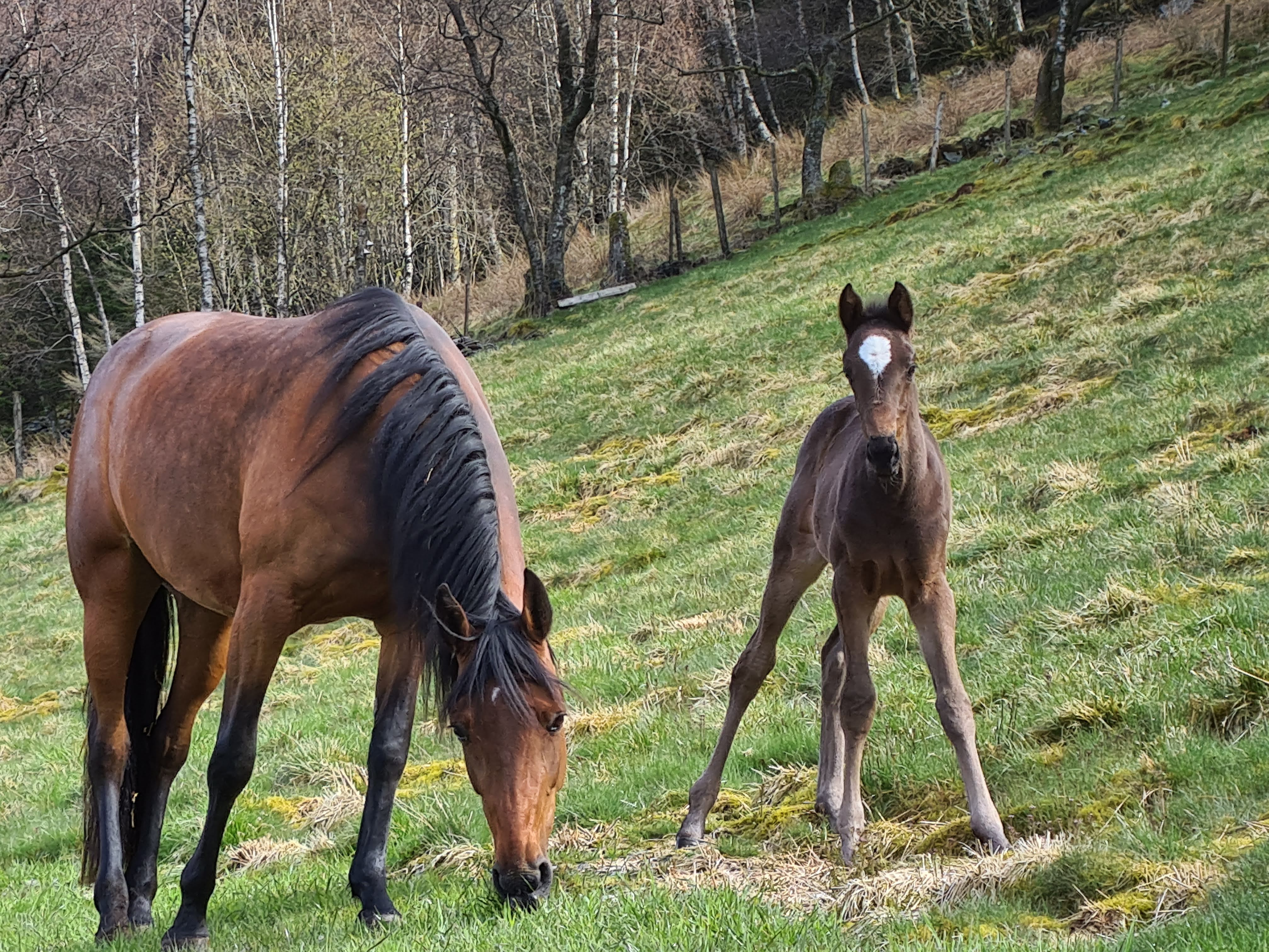 horse with fole outdoors at Solneset Farm near Bergen