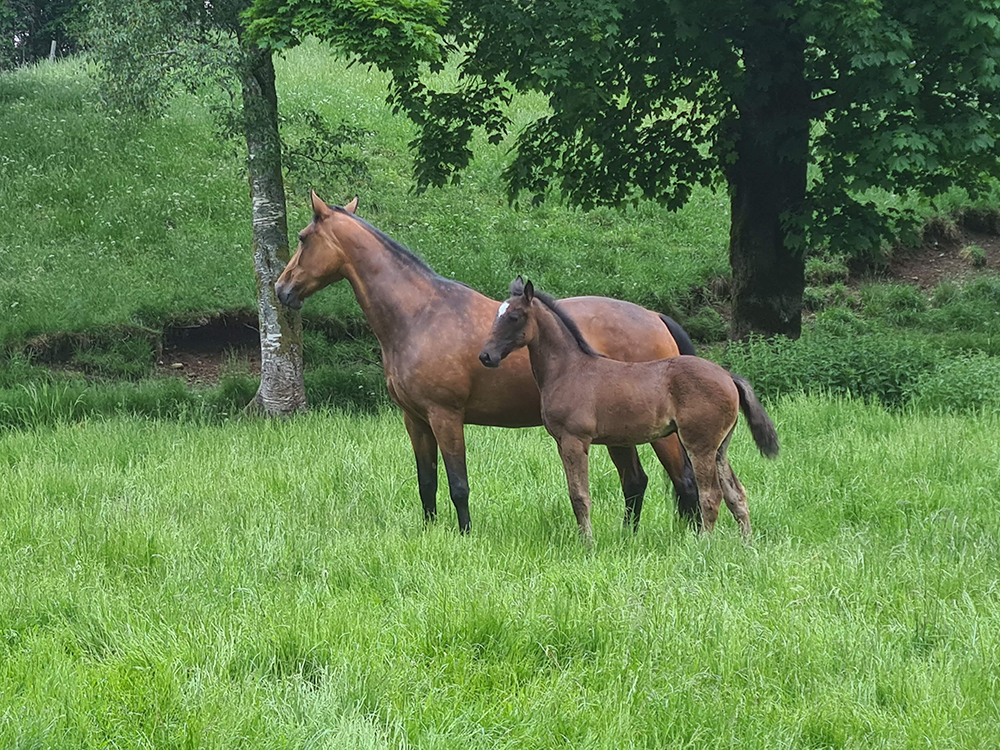 Horses outdoors at Solneset Gård outside Bergen, Norway