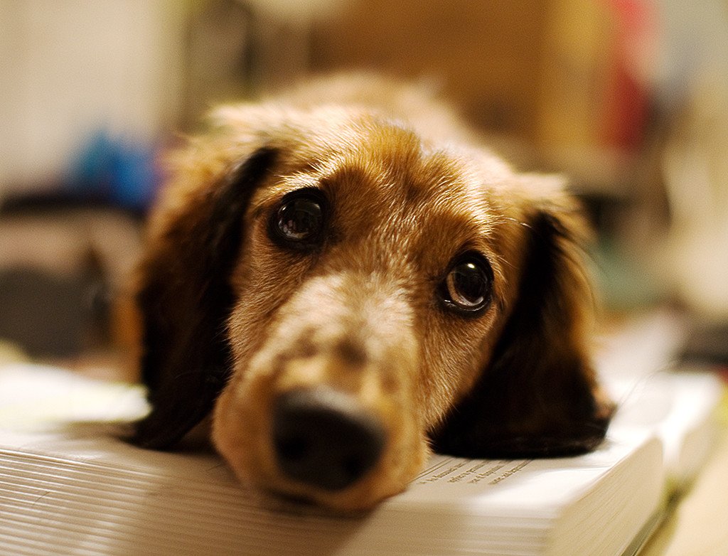 Gut bacteria is the secret to your dog's health