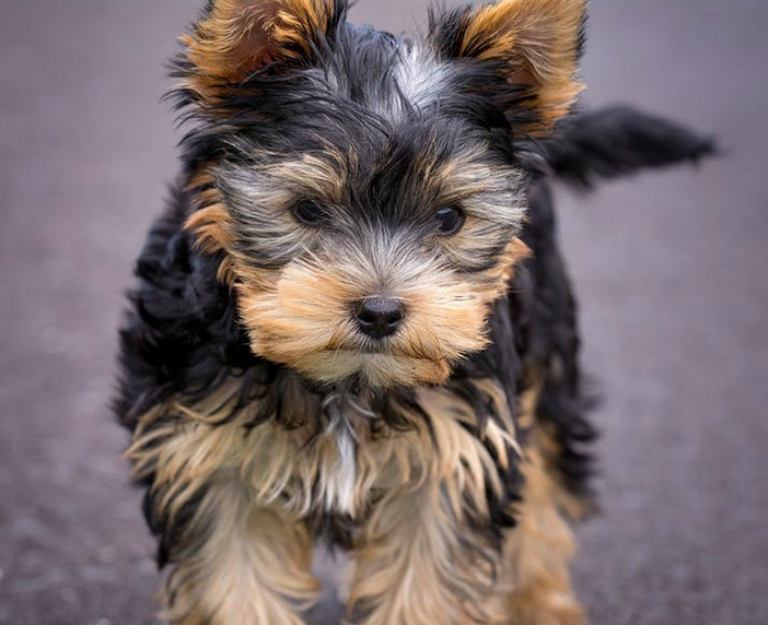 Healing Your Pet with a Fecal Microbiota Transplant (FMT)
