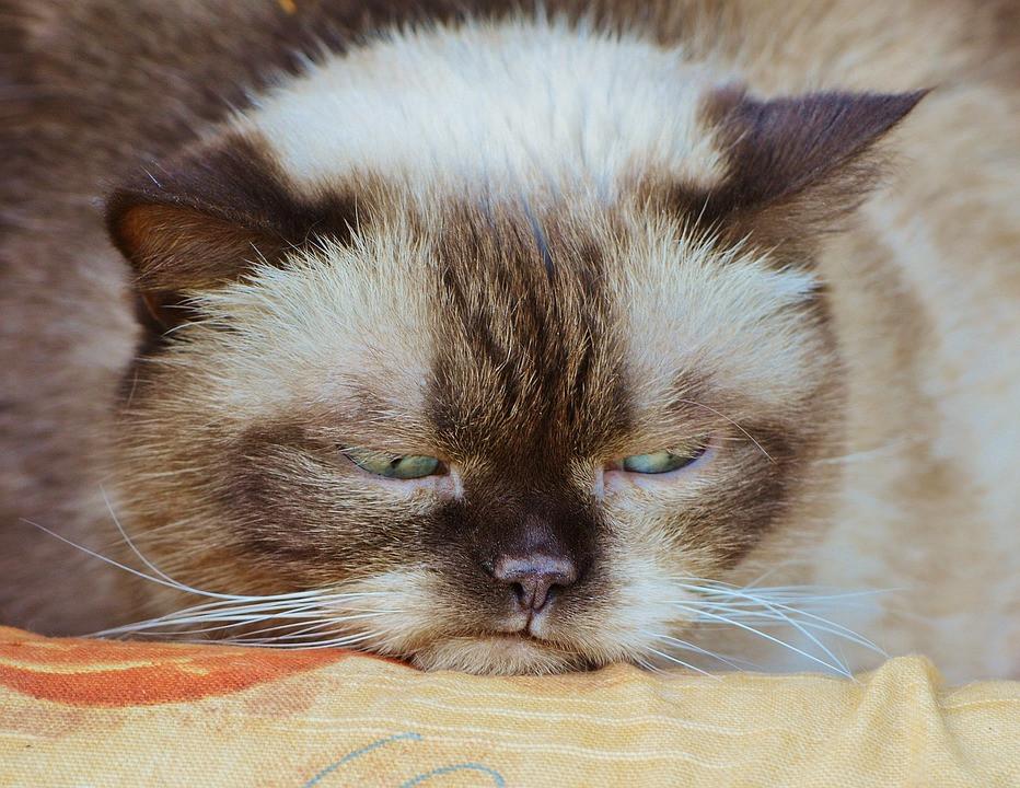 Sick cat resting