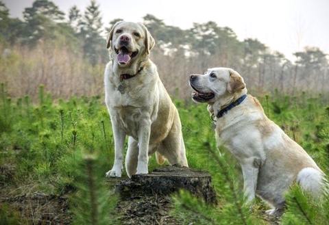 Certain dog breeds are more likely to eat poop. Golden Retrievers and labrador dogs are twice as likely to eat poop.
