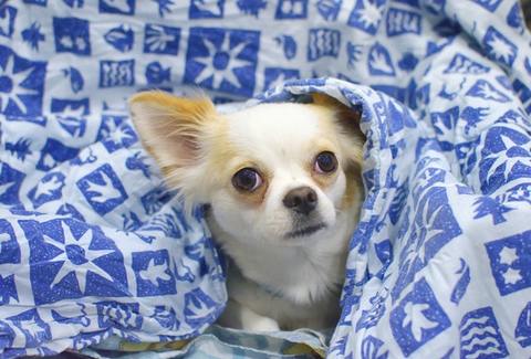 Pups with anxiety