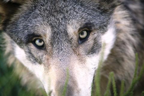 Wild dogs may eat poop due to ancestral instincts