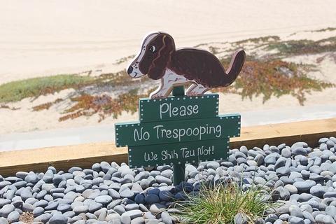 How to stop your dog from eating poop
