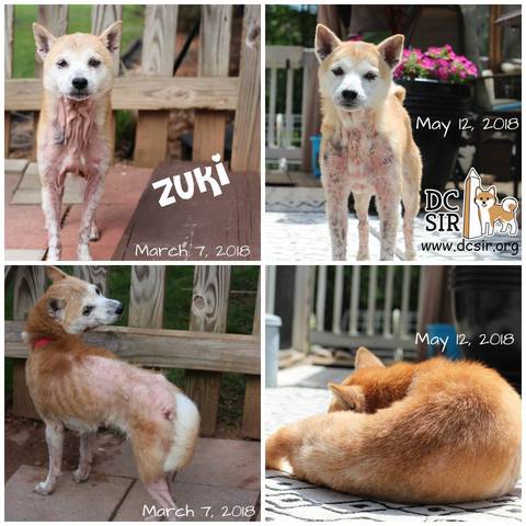 Zuki shown before FMT treatment & during treatment, with great improvements in skin health and fur growth