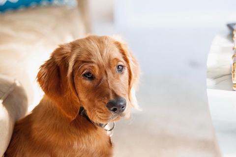 How to Naturally Balance Your Pup's Health