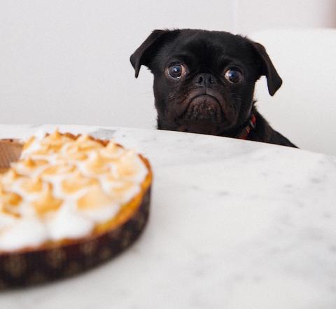 Selecting you dog's food carefully can improve his microbiome