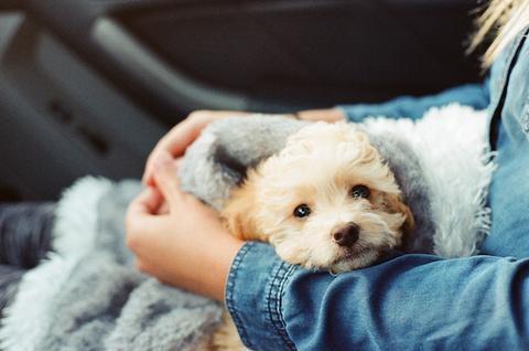 Your pup's gut bacteria are crucial for their health