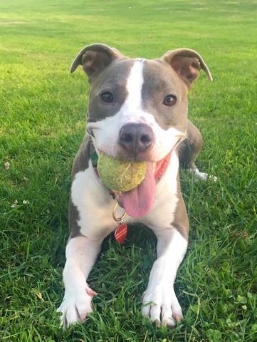 dog with tennis ball in mouth - AnimalBiome