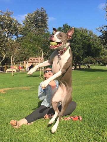 dog jumping in air with ball in mouth - AnimalBiome