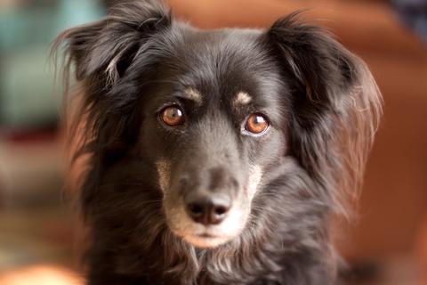 Have an Anxious Pet? Anxiety & Dog-Cat Gut Health