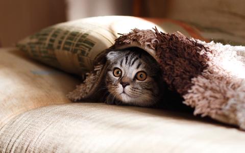 Anxious cat hiding under blanket