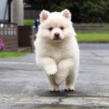 Husky puppy running