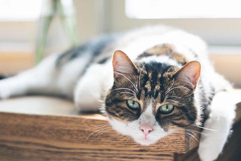 Cat laying down