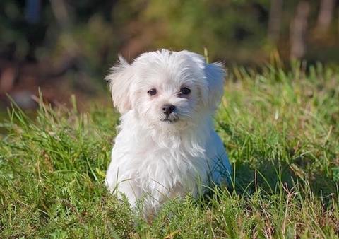 Diarrhea in Puppies: The Scoop on Dog Poop