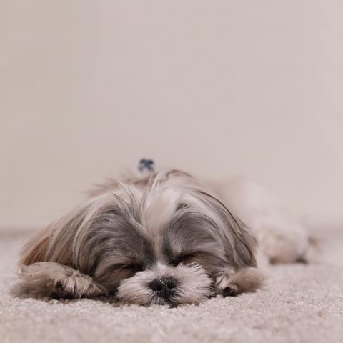 sick dog