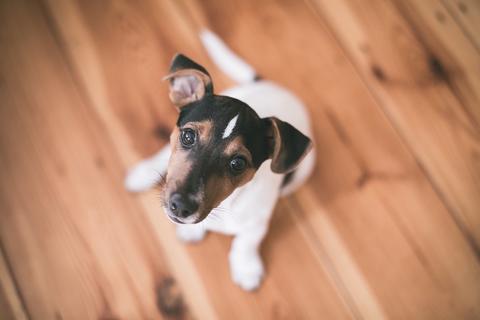 Cute puppy dog sitting on the floor