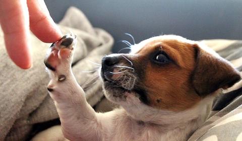 Cute puppy with digestive issues