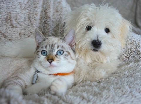 7 Ways a Healthy Gut Helps Your Pet Thrive