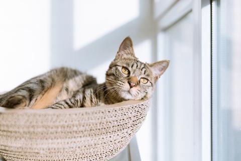 Cat sunning herself