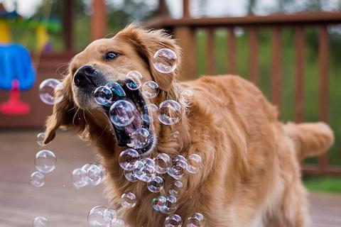 Happy dog playing with bubbles