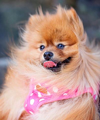 Small dog with healthy skin and coat