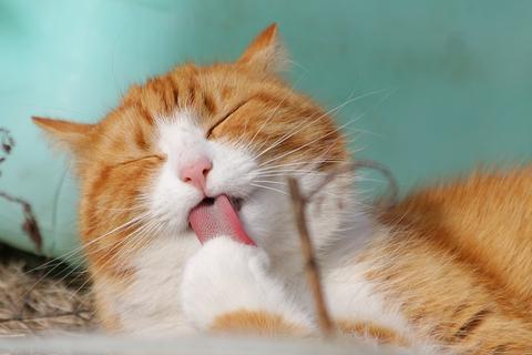 Senior kitty cat grooming herself