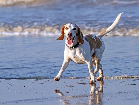 Dog playing in the ocean