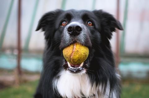 Dog with a ball in his mouth