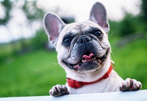 Could Your Dog's Diet Lead to Chronnic Inflammation?