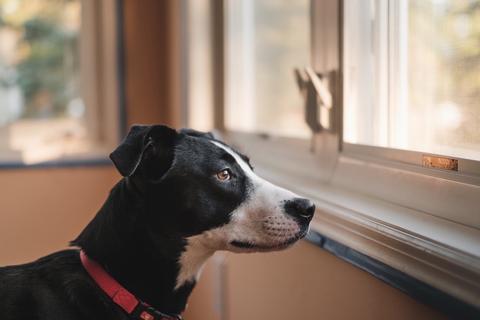 Dog looking outside a window
