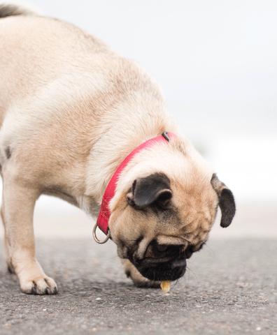 Dog eating food