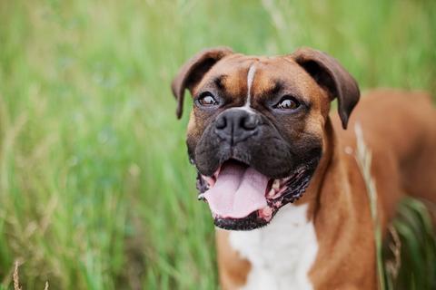 Dogs with food sensitivities