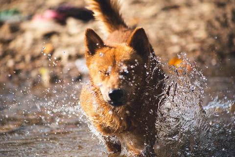 Dog running through water