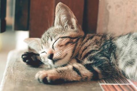 4 Holistic Pet Tips