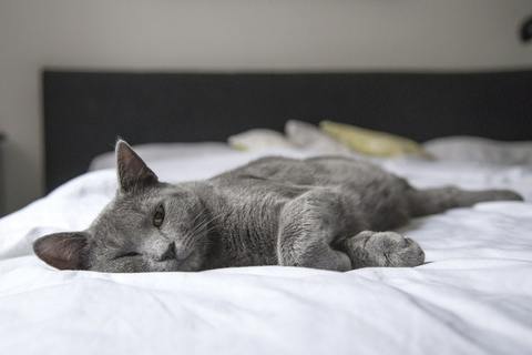 A healthy gut supports overall pet health
