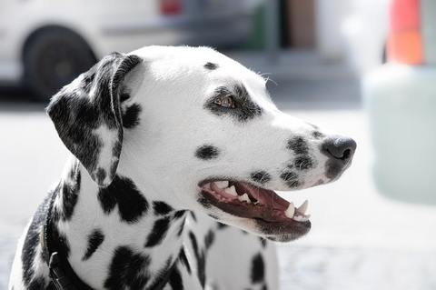 Oral health in dogs