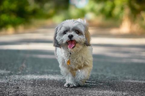 Dog running outside, exercise keeps pets happy