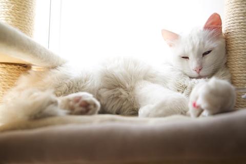 Cats and anxiety different holistic treatments available