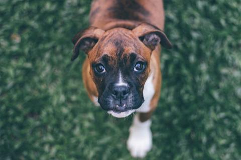Boxer dog walking