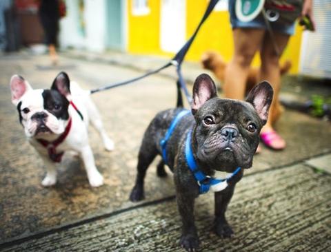 French bulldogs going for a walk