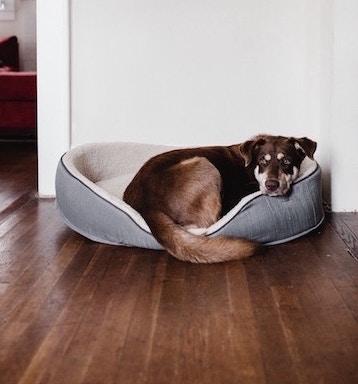 Sick dog resting