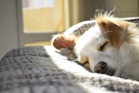 Sleeping Dog