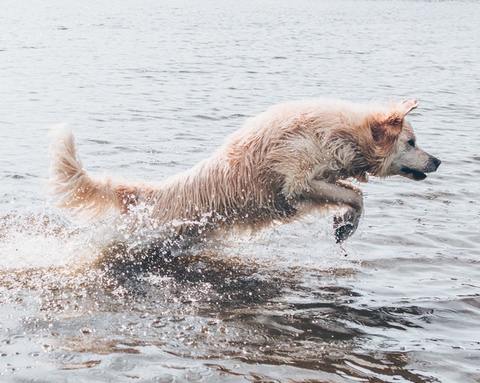 Dog jumping into water