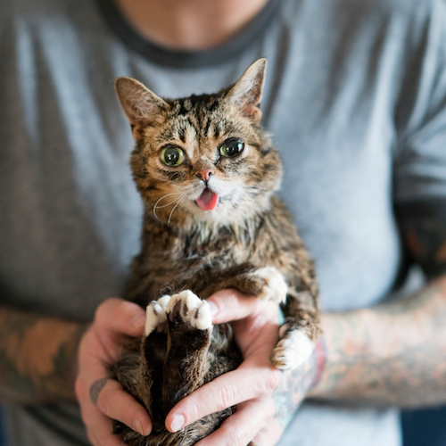 New Bacterial Species Discovered with Help of Lil BUB