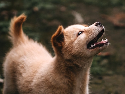 How Good Oral Health Supports Your Pet's Gut Microbiome