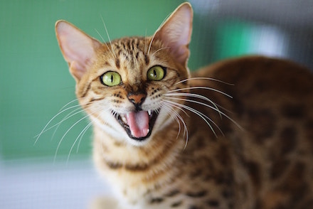 How to keep your cat's mouth healthy